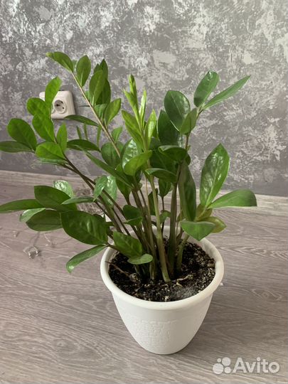 Комнатные цветы