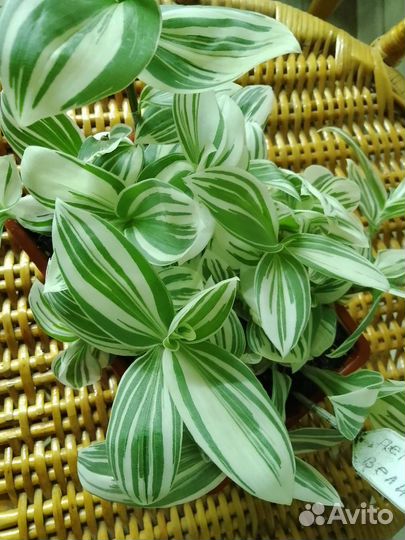 Традесканция