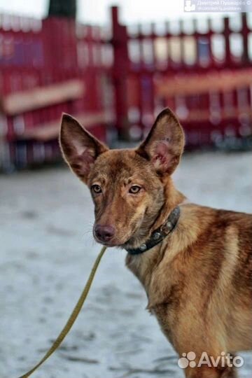 Ява в добрые руки