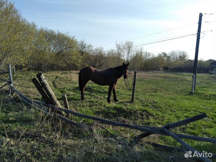 Продам лошадь