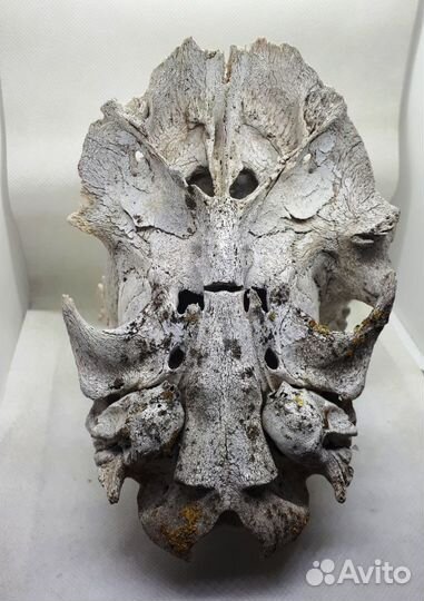 Череп косули