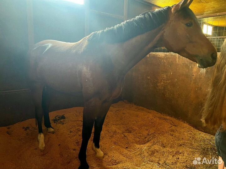 Взрослая кобыла