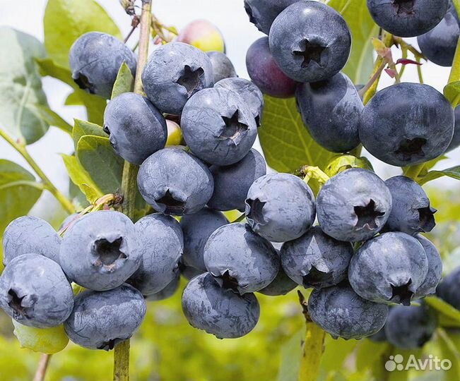 Голубика сорт Торо