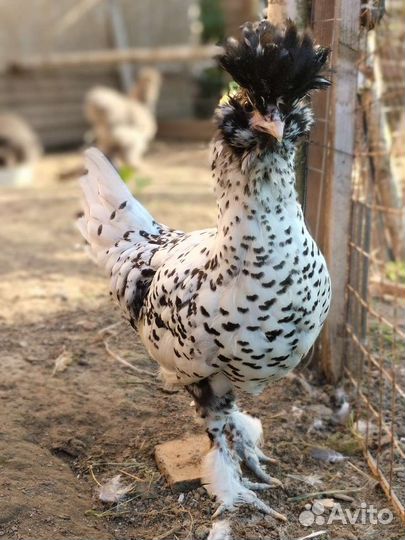 Куры Павловские