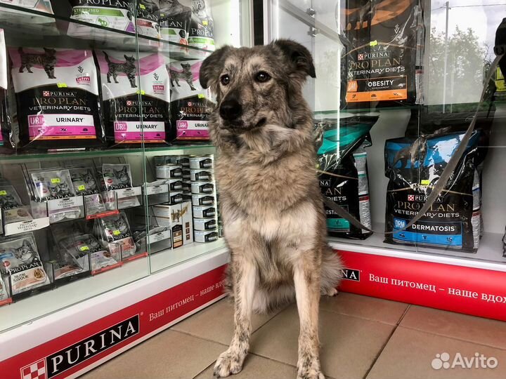 Собака в добрые руки