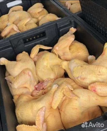 Куры домашние