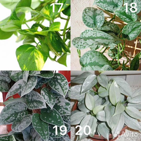 Сциндапсусы и филодендроны