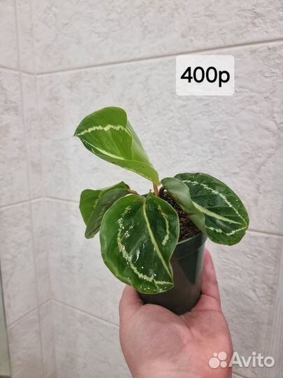 Калатея розеоптика грин