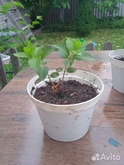 Самарская Лидия,Гортензия