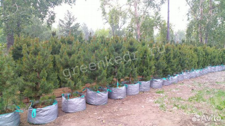 Саженцы Сибирского Кедра 130-170см