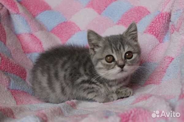 Британские котята