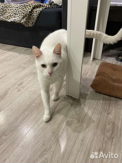 Обычная кошечка