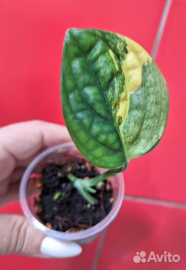 Монстера карстенианум вариегатная