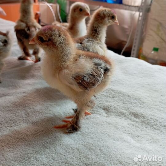 Брама куропатчатая