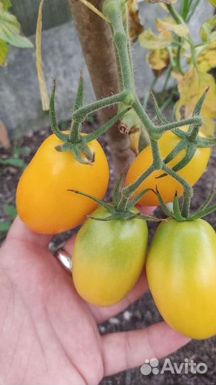 Вяленые томаты