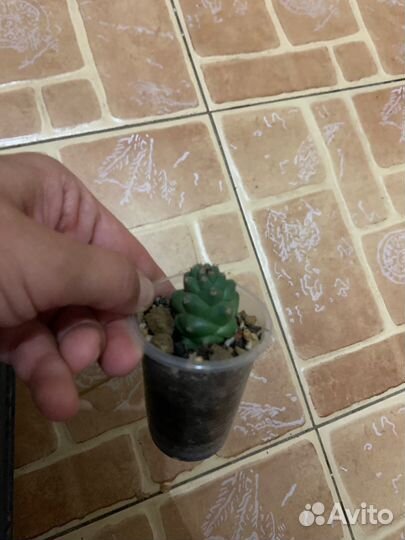 Суккуленты разные