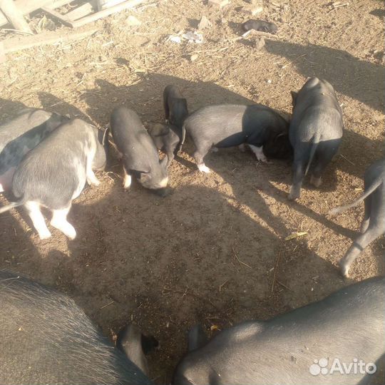 Вьетнамск вислобрюхий поросенок