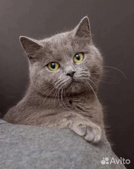 Клео ищет дом