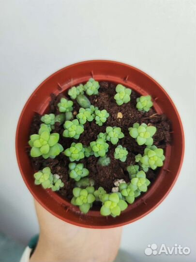 Седум Буррито (ампельный суккулент)