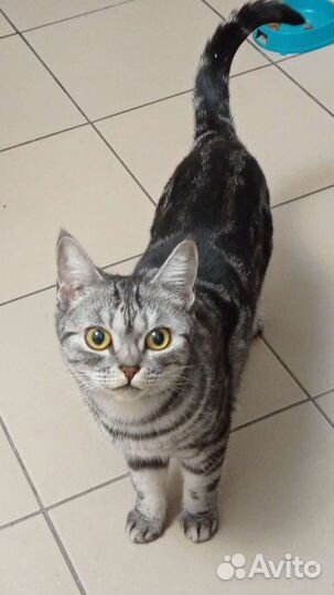 Кошки в добрые руки бесплатно