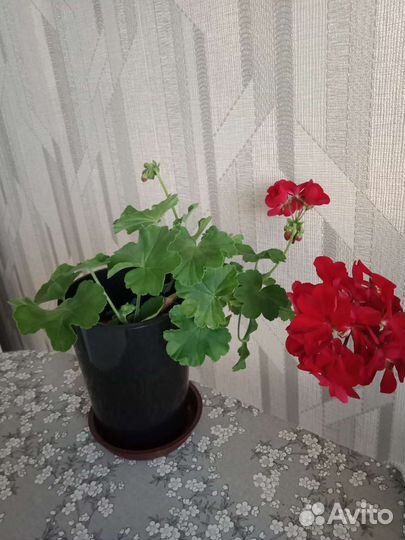 Пеларгония герань