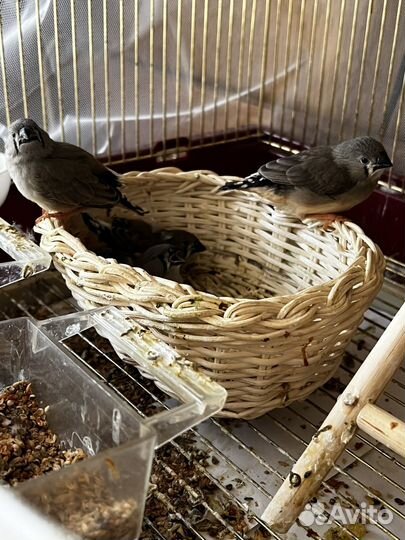 Зебровые амадины