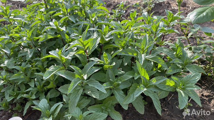 Мята рассада и на срез