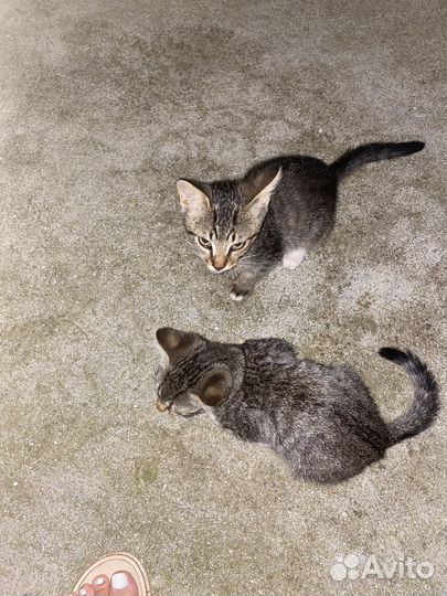 Котята ищут дом