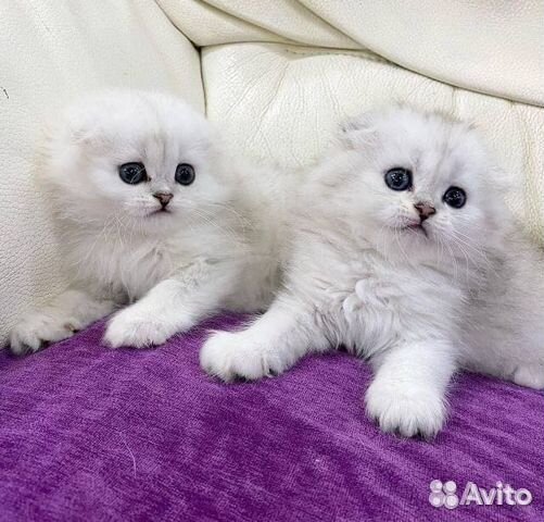 Шотландские котята