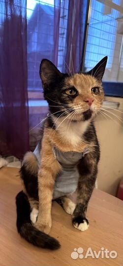 Кошка в дар