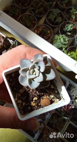 Комнатные цветы. Суккуленты