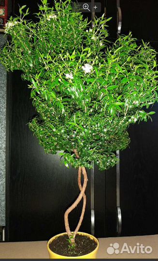 Миртовое дерево