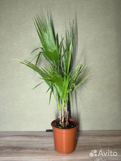 Washingtonia нидчатая