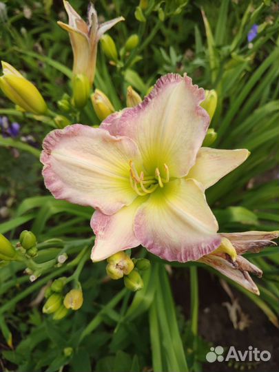 Лилейники сортовые