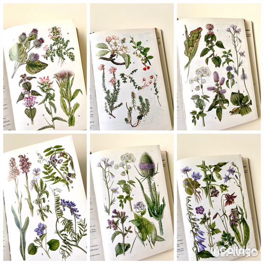 Ботаническая книга с иллюстрациями растения цветы