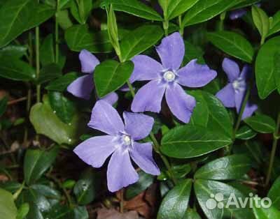 Многолетние растения для сада