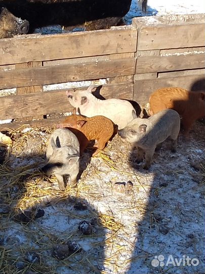 Поросята венгерской мангалицы