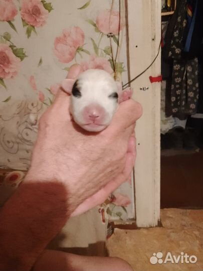 Продам щенка (единственный в своём роде)