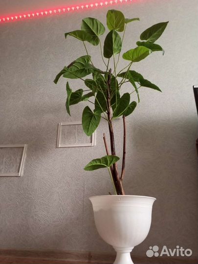 Декоратианое дерево