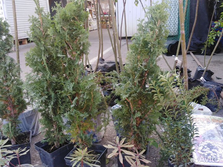 Декоративные растения плодовые деревья