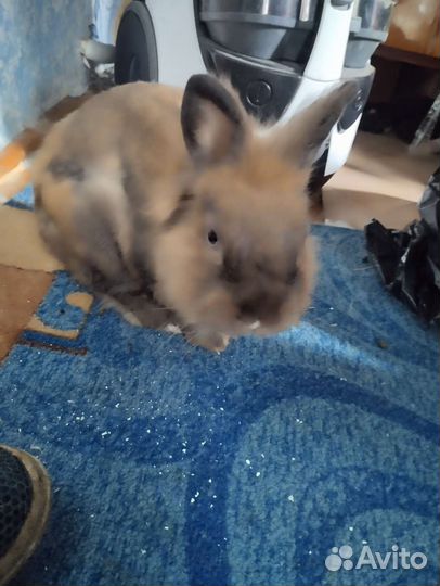 Декоративные карликовые кролики