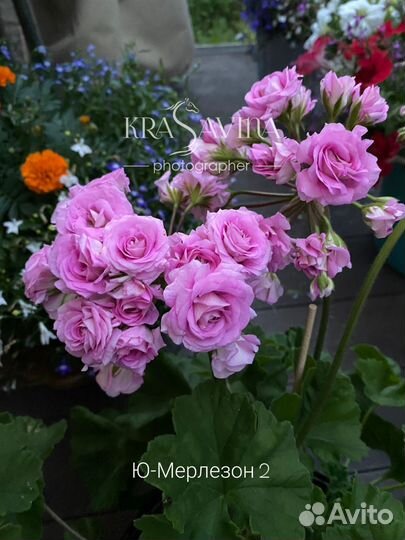 Черенки пеларгонии