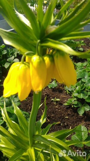 Клубни рябчика императорского