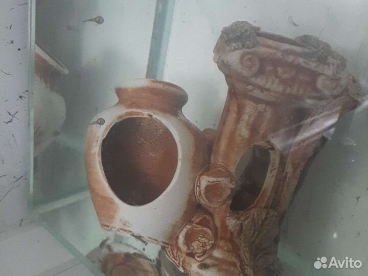 Мальки сома анцитруса за живые водоросли