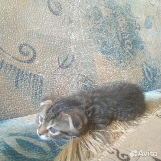Шотландский котик