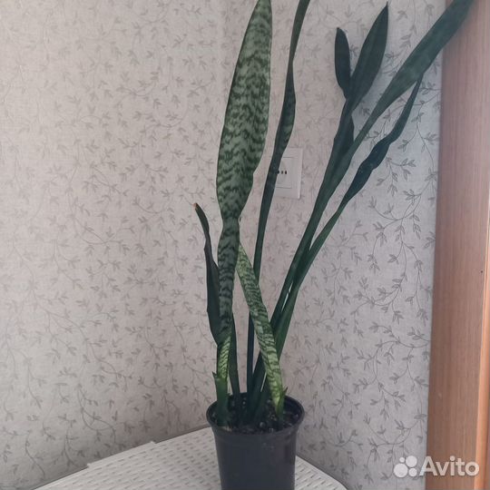 Сансевиерия