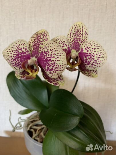 Орхидея фаленопсис Чармер