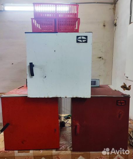 Инкубатор петушок