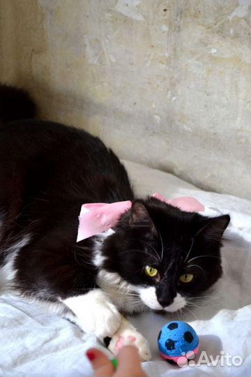 Кошка в дар