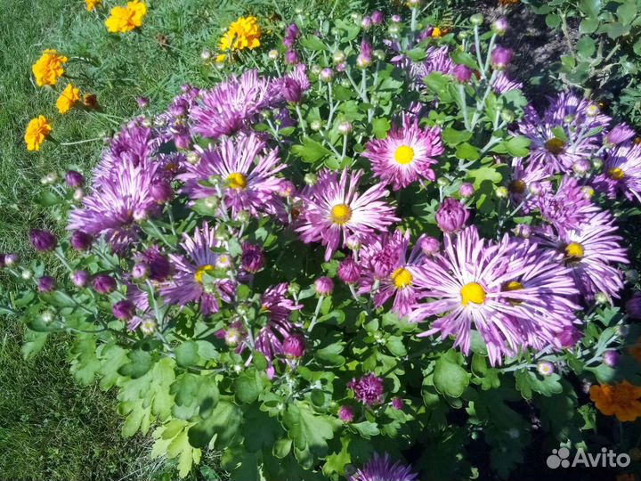 Хризантемы